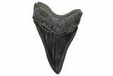 Pathological Fossil Megalodon Tooth - South Carolina #306308-1